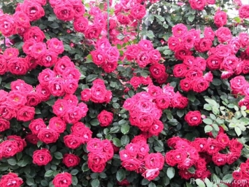 商洛月季花開(kāi)多彩墻，科學(xué)養護常綻放