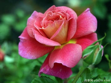 月季，玫瑰 ，薔薇，是同一種花嗎？有何不同