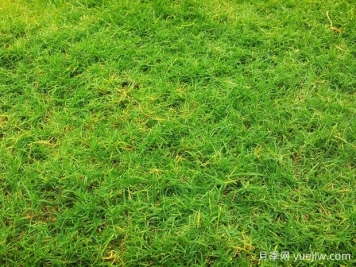 夏季鋪草坪發(fā)黃干枯，如何提高草皮鋪植成活率？