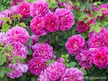秋季月季花期如何延長(cháng)？養護月季關(guān)鍵技巧