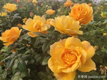 養殖月季的6個(gè)實(shí)用小技巧，輕松賞花