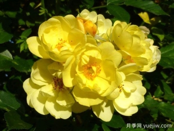 黃金時(shí)代月季