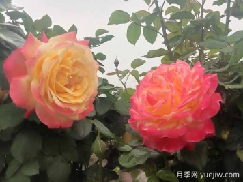 月季只長(cháng)枝條不開(kāi)花是什么原因？