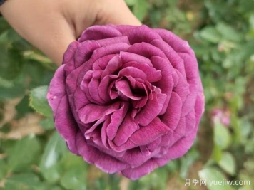 陽(yáng)臺上的月季只長(cháng)枝條不開(kāi)花的5個(gè)原因