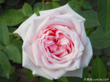 難以復刻的古典月季之美，跨時(shí)代月季推薦