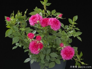 喜悅陽(yáng)臺月季