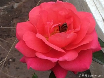 櫻桃陽(yáng)臺月季