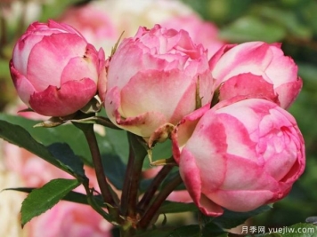 可愛(ài)洛可可月季/可愛(ài)熱可可
