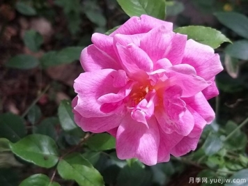 世界古老月季榮譽(yù)殿堂，12個(gè)老月季名人堂品種大全