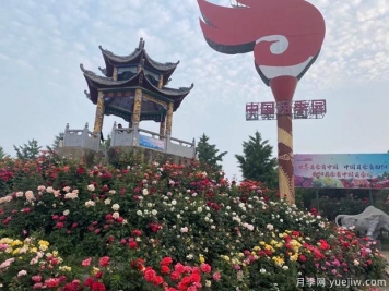 南陽(yáng)臥龍區壯大月季產(chǎn)業(yè) 綻放美麗經(jīng)濟