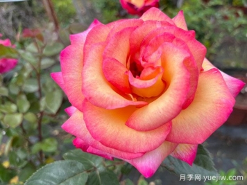 月季花既可食用又可藥用