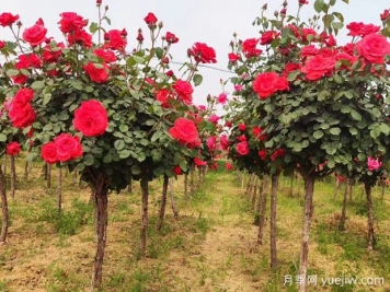 88個(gè)花卉知識點(diǎn)術(shù)語(yǔ)，園林人需要知道