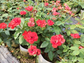 北京紅豐花月季大杯和中杯盆栽供應采購