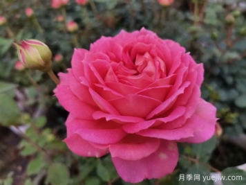 花店里的玫瑰是月季嗎？?月季專(zhuān)家告訴你