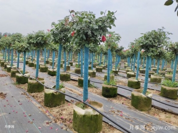 月季花養不好是有原因的？選擇土壤是關(guān)鍵