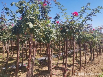 秋季花木移栽時(shí)間和注意措施有哪些？