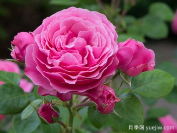新手網(wǎng)紅花卉演值超高，也要曝光需要接受的缺點(diǎn)