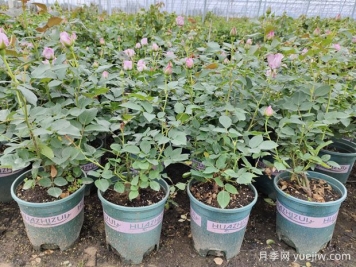 秋季修剪后做好這3個(gè)管理，月季秋花開(kāi)得好