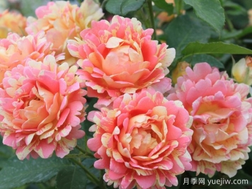 熙篤會(huì )之花月季/西多會(huì )教士月季