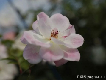 草莓冰山月季的優(yōu)缺點(diǎn)是什么？