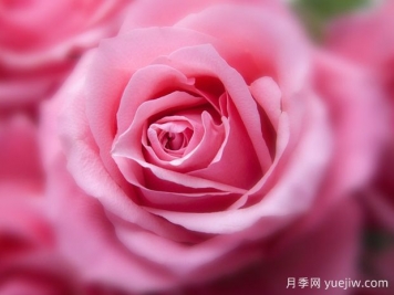 大花月季開(kāi)花時(shí)間有哪些因素的影響？