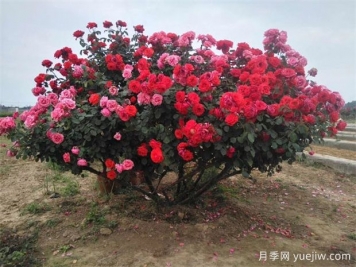 南陽(yáng)臥龍區1200余種月季和35萬(wàn)盆菊花喜迎國慶