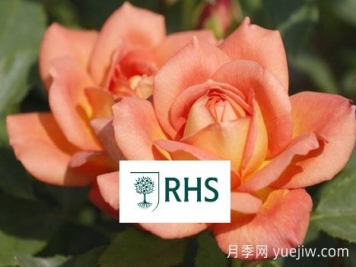 英國皇家園藝學(xué)會(huì )(RHS)與花園優(yōu)異獎(AGM)知多少