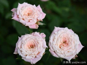 桃樂(lè )絲月季