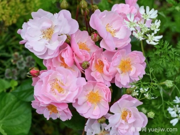 蘋(píng)果花月季