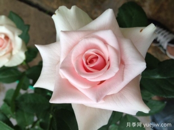 新娘之夢(mèng)月季/童話(huà)女王