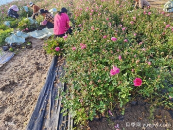 園林綠化工程粉色仙境盆花月季供應