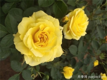 月季遇梅雨季怎么管理？做5個(gè)措施，再也不怕積水爛根