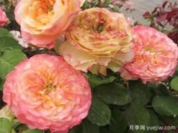 歐迪樂(lè )月季