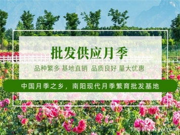 月季最新批發(fā)價(jià)格表，2025年3月月季網(wǎng)行情報價(jià)