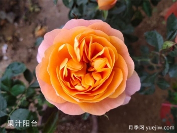 想養月季看這里，推薦這10種月季抗病強花量大花期長(cháng)