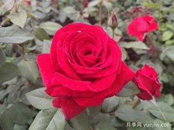 原產(chǎn)中國的玫瑰花(月季花)，是如何成為美國國花的？