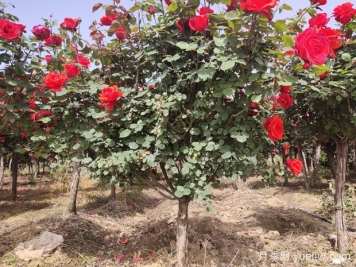 南陽(yáng)市宛城區月季綻放富民花