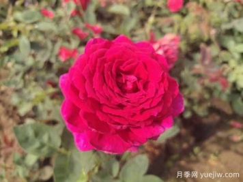 月季花有哪些觀(guān)賞和藥用價(jià)值？