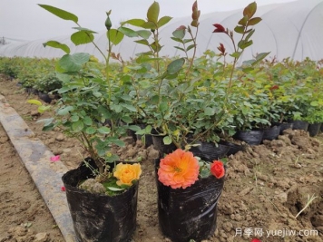月季如何把控開(kāi)花期？合理種植迎接花開(kāi)時(shí)刻