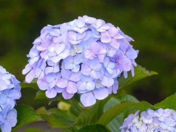 繡球花養護知識總結