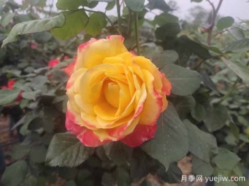 月季養護6要素，學(xué)會(huì )了輕松養爆盆！