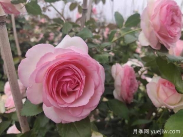 粉色的藤本月季花海，你想擁有嗎