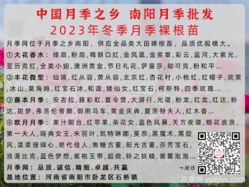 2023年冬季南陽(yáng)月季大田裸根苗全品種批發(fā)供應
