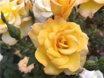 月季花有什么澆水技巧？如何澆水使月季苗茁壯生長(cháng)？