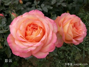 月季專(zhuān)業(yè)知識，分類(lèi)/花型/花色/花香