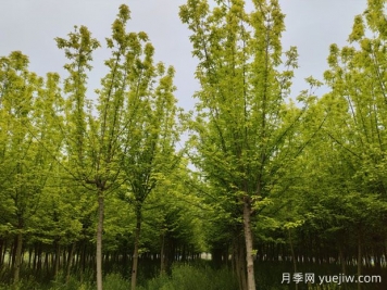 金葉復葉槭的特點(diǎn)、園林用途、管理養護