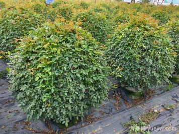 月季花球造型驚艷，風(fēng)靡園林綠化