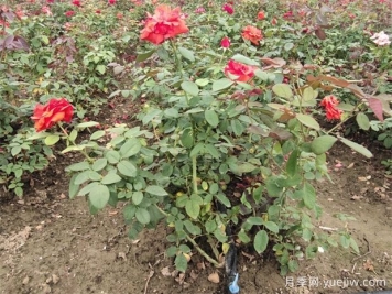 綠籬修剪要點(diǎn)，讓苗木管理更輕松