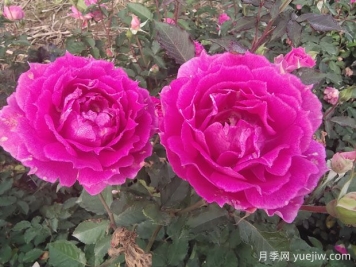 月季花養護知識點(diǎn)，關(guān)于經(jīng)常掉葉子和出現萌芽