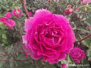 8款適合新手的月季，開(kāi)花勤復花好分支性好長(cháng)勢快
